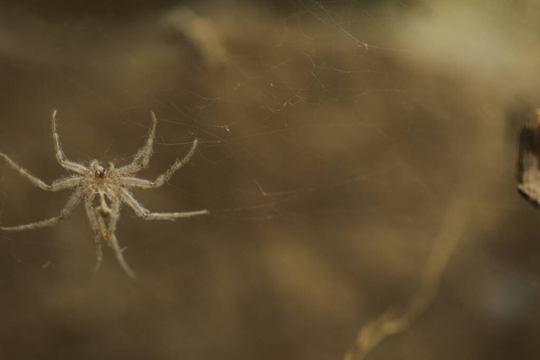 Makro záběr pavouka - Fotografie, Obrázek