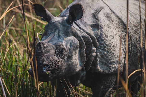 Rhino a Chitwan Nemzeti Parkban, Nepálban - Fotó, kép