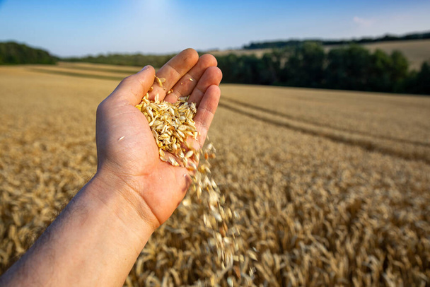 Пшеничное поле под синим небом. Богатая тема урожая. Сельский пейзаж с спелой золотой пшеницей. Глобальная проблема зерна в мире. - Фото, изображение