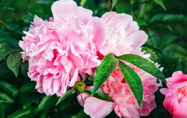 Peonies in dew after the rain. Beautiful flowers in the nature. - Фото, зображення