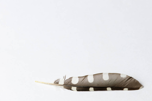 Bird feather for writing. Background with copy space for text - Foto, immagini