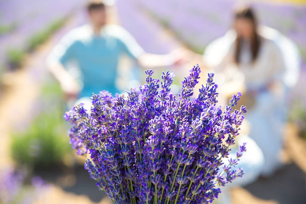 夏の畑に美しい紫色のラベンダーの花。勇気あるカップルの手を抱擁し、ロマンチックな愛の物語。温かみとインスピレーションのコンセプト. - 写真・画像