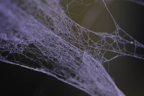 Scary Spider web Macro shot - Фото, изображение