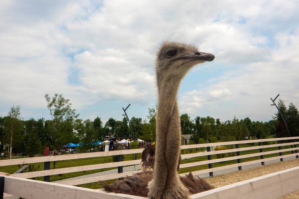 Portrait of an ostrich in a natural zoo. Close-up image, clearly defined eyes, looking into the distance. Gray ostrich. Nice image for websites and animal magazines. - 写真・画像