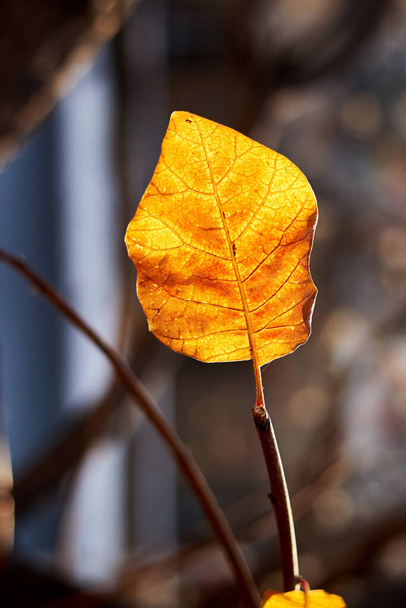 a leaf of a tree on a branch in a contour light with visible veins - Foto, Imagem