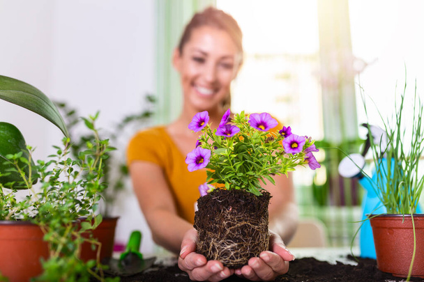 Жінка готує квіти для посадки. Садівник саджає квіти в горщик. Молода жінка готує квіти для посадки під час садівництва. люди, садівництво, квіткова посадка та концепція професії
 - Фото, зображення