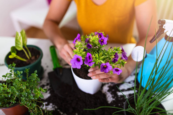 Planting pots. Woman gardening in pots. Plant care. Gardening is more than hobby. Lovely housewife with flower in pot and gardening set. Care for a potted plant - Foto, immagini
