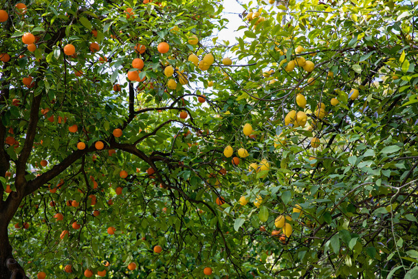 Orangen- und Zitronenbaum mit Früchten an den Zweigen, Andalusien, Spanien, Sevilla - Foto, Bild