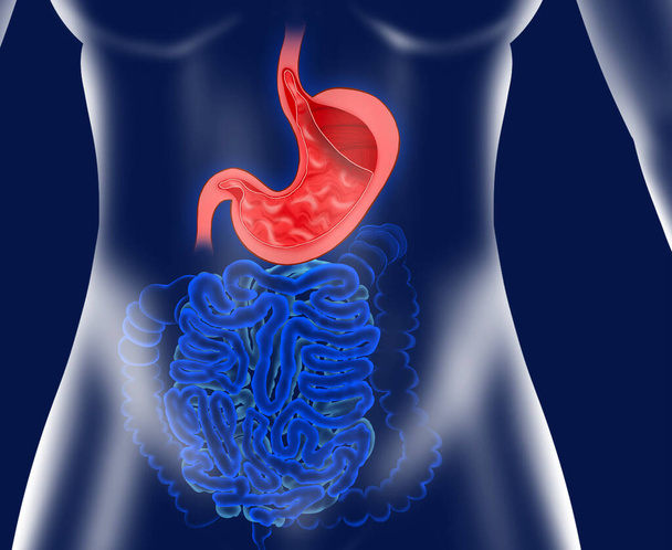 Illustration of stomach and intestine on blue background. Gastroenterology - Valokuva, kuva