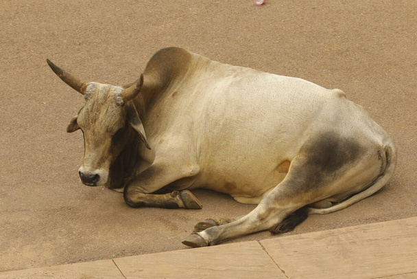 Bull sleeping on road - Zdjęcie, obraz