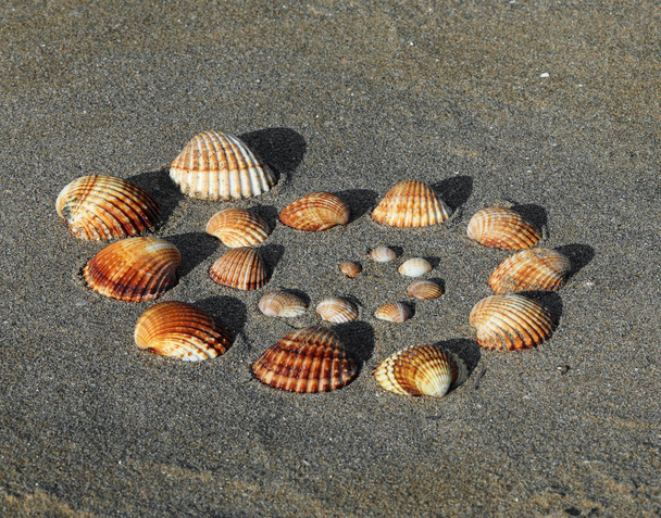 many shells of the same type that form a spiral from the smallest to the largest on the sand of the beach in summer - Foto, afbeelding