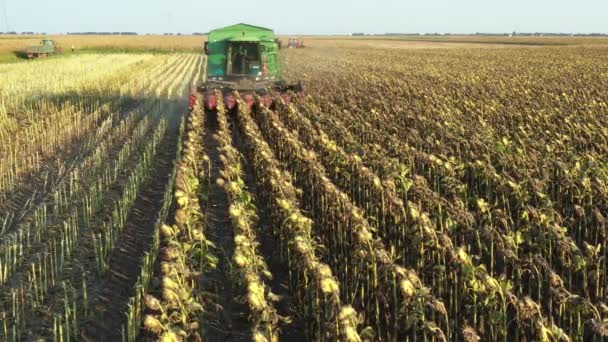 Aerial dolly move backwards view, agricultural harvester is cutting and harvesting mature sunflower on farm fields. - Imágenes, Vídeo