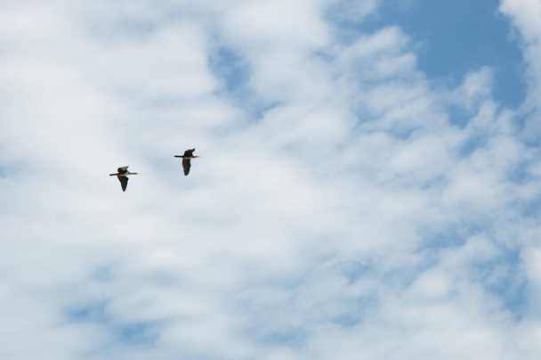 Wild birds flying in cloudy sky. Pair of duck birds. Birds sky background. Wildlife nature. - Photo, image
