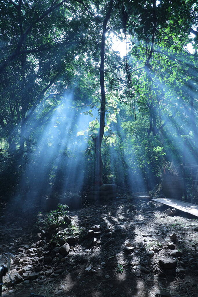 Raggi di sole attraverso gli alberi - Foto, immagini