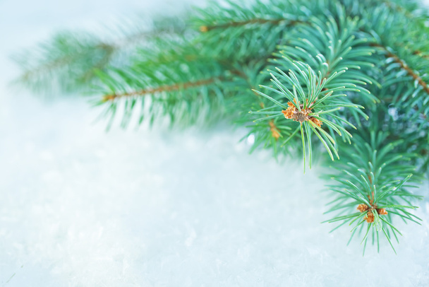 Рождественская елка на снегу - Фото, изображение
