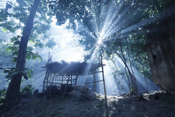 Cabane dans la forêt - Photo, image