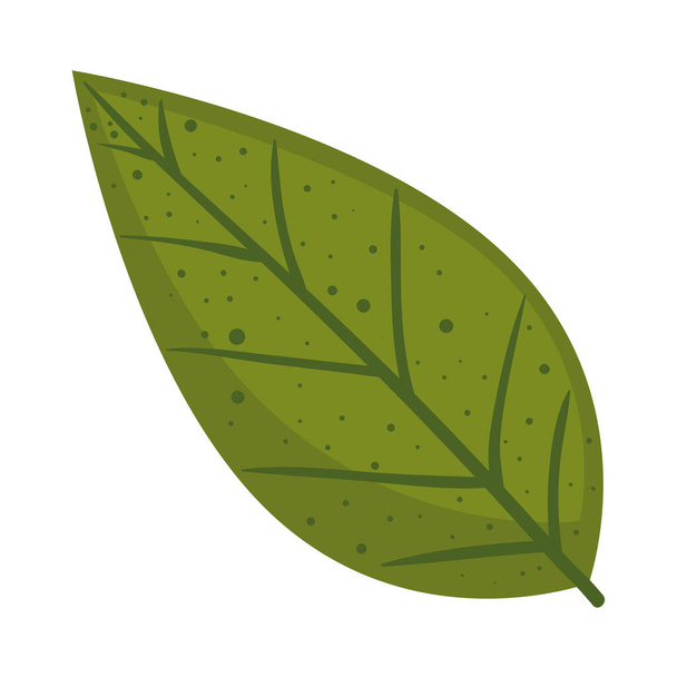 leaf plant green foliage nature icon - Вектор,изображение