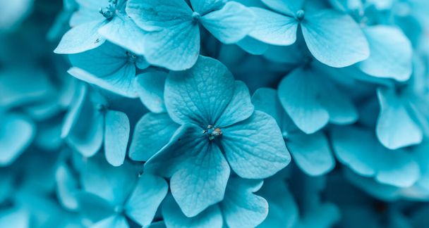 Tavaszi vagy nyári virágkompozíció friss kék hortenzia virágokból könnyű pasztell háttérrel. Kiváló minőségű fénykép - Fotó, kép