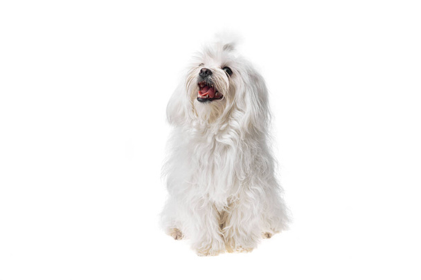 Beautiful and cute white bichon maltese dog over isolated background. Studio shoot of purebreed bichon puppy. - 写真・画像