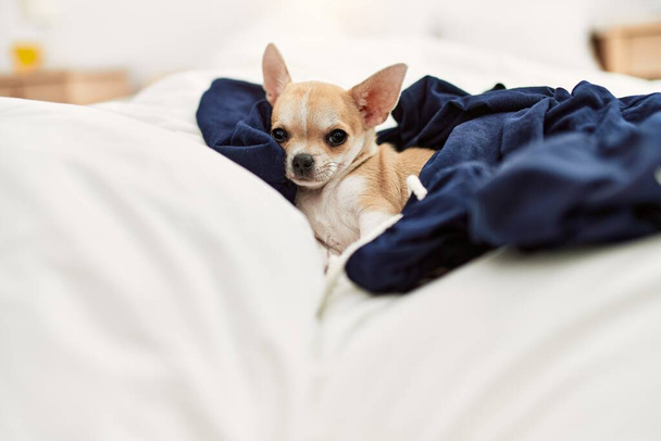Piękny mały pies chihuahua leżący na łóżku z kocem odpoczynku i spania w domu - Zdjęcie, obraz