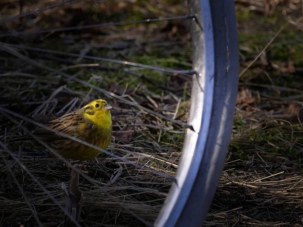 The yellowhammer male (Emberiza citrinella) peeks out from behind a bicycle wheel. - Фото, изображение