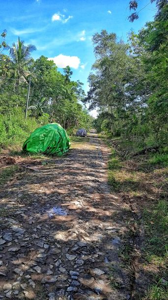 natural scenery inside the rubber plantation of transmigrants - Φωτογραφία, εικόνα