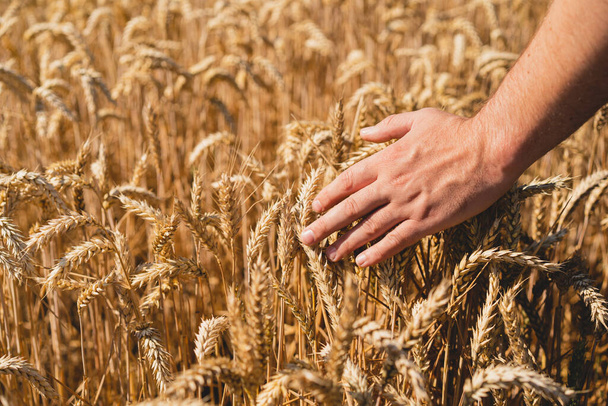 Le mani degli agricoltori toccano il grano giovane. Gli agricoltori si mettono in primo piano. Il concetto di piantare e raccogliere un raccolto ricco. Paesaggio rurale. - Foto, immagini