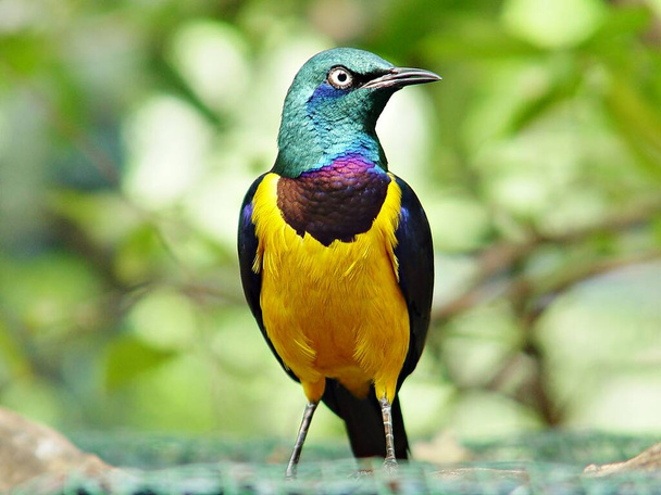 A close-up shot of Superb Starling or Lamprotornis superbus standing in the sun until it's clearly visible. and bright yellow and green with a glimpse of blue - Foto, Imagen