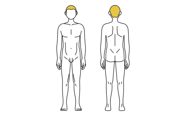Einfache Linienzeichnung, männliche Nacktheit von vorne und hinten gesehen - Vektor, Bild