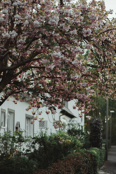 A vertical shot of white houses seen behind green shrubs and pink flowers - Fotografie, Obrázek