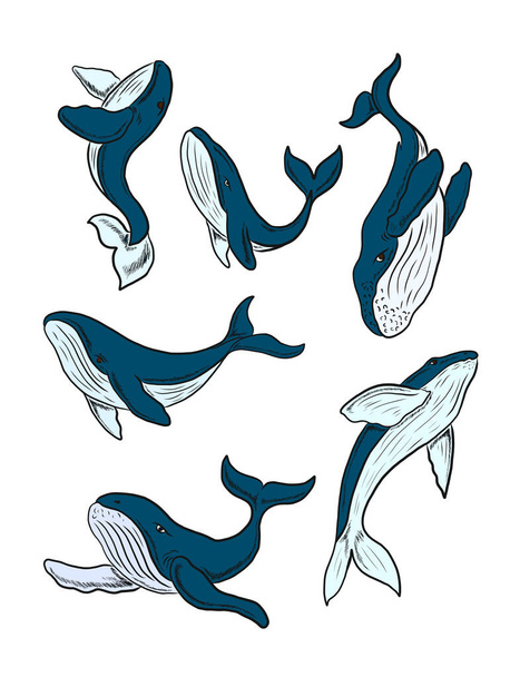 Set of Whale vector illustration on white background. - Vector, imagen