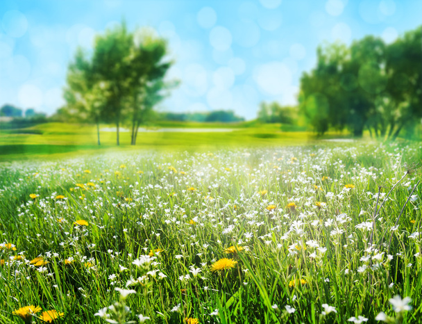 field of flowers - Photo, Image