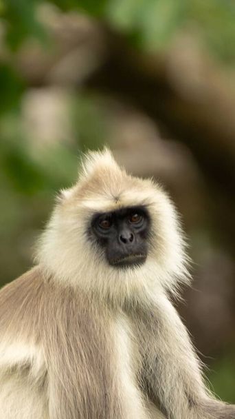 A vertical portrait of a gray langur also known as hanuman monkey - Foto, immagini