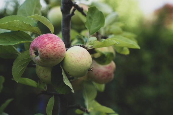 A closeup shot of a branch of apples on an apple tree - Foto, Imagen