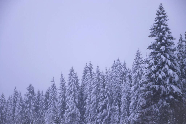 winter forest in the snow in overcast weather - Foto, Imagen
