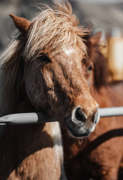 A vertical shot of a Horse behind a metal fence in a farm - 写真・画像