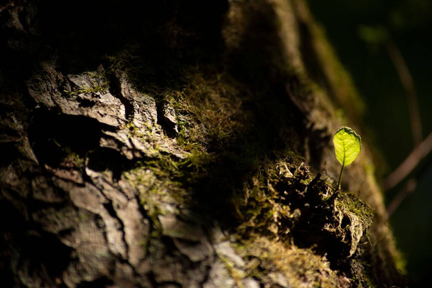 A closeup shot of details on a green mossy plant - Zdjęcie, obraz