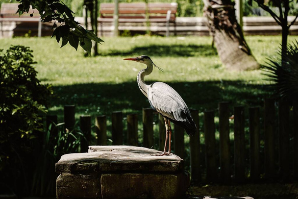 A grey heron perching on a rock table - Foto, afbeelding