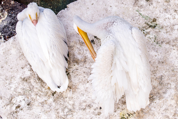 Pelicans at Galveston Island, TX - Photo, Image