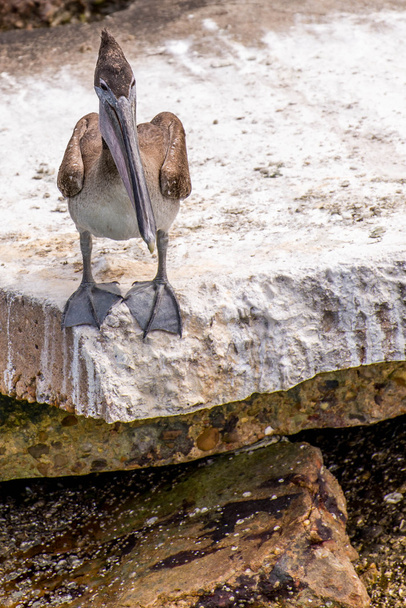 Pélicans à Galveston Island, TX
 - Photo, image