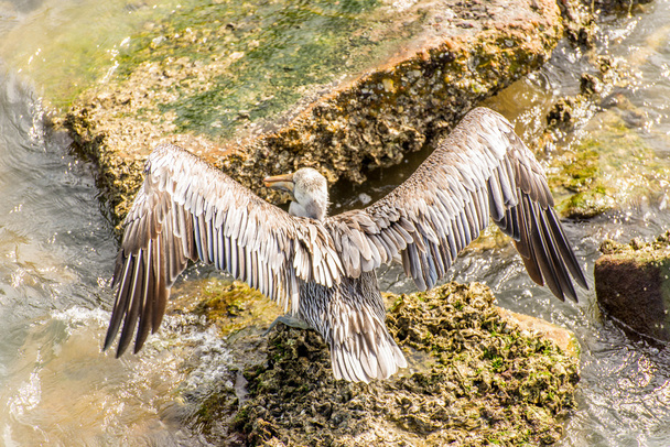 Pelikany w wyspę Galveston, Tx - Zdjęcie, obraz