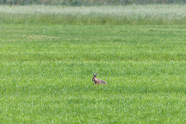 Egy barna nyúl kacsa a zöld mezőn, és rét füveket eszik. - Fotó, kép
