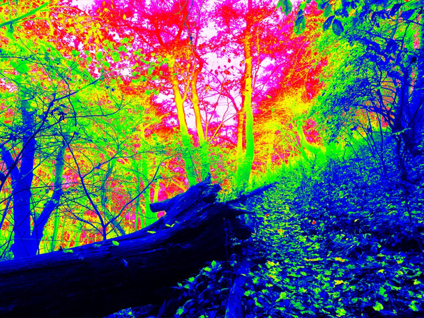 Thermal photo of footpath in autumn forest. Leaves on the ground in changed colors. Photography in spectrum of invisible light. - Photo, Image