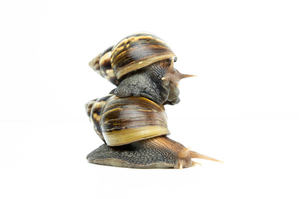 The snail on white background. - Foto, immagini