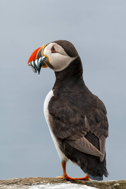 Atlantic puffin with a beak full of sandeels on Farne Islands near the small city of Seahouses in the northeast of England, United Kingdom - 写真・画像
