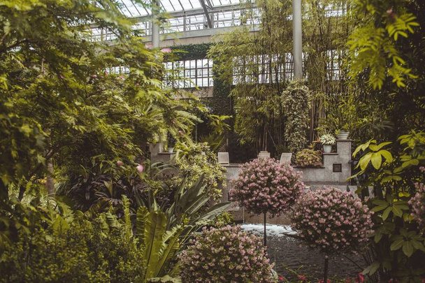 A natural view of vibrant plants inside a botanical garden - Foto, Bild