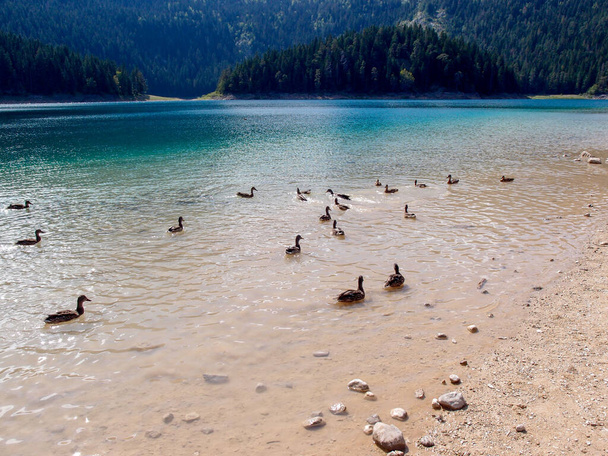 Eine Herde Enten am Ufer eines Teiches - Foto, Bild