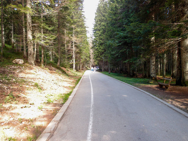 Beautiful view of a road between tall trees in the forest - Foto, imagen