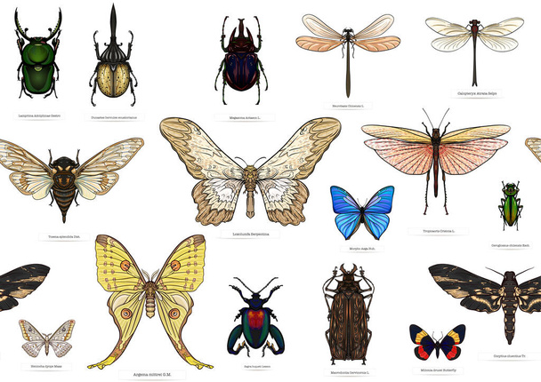 Set of insects: beetles, butterflies, moths, dragonflies. Etymologists set. Seamless pattern, background. Vector illustration. In realistic style. - Διάνυσμα, εικόνα