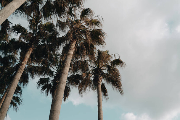 Geumneung Beach palm tree in Jeju island, Korea - Foto, Imagen
